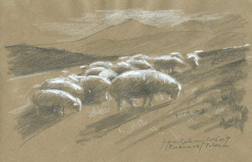 rusinowa-owce
